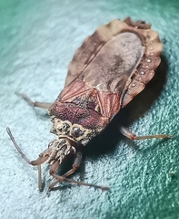 Odontonotus