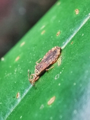 Odontonotus