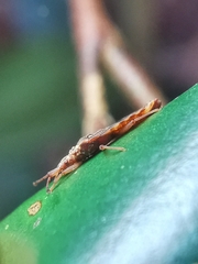 Odontonotus