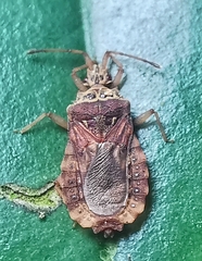 Odontonotus