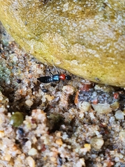 Paederidus ruficollis