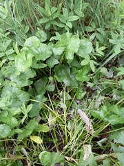 Caltha violacea