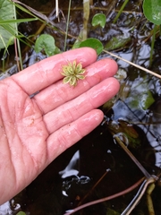 Caltha violacea