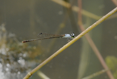 Agriocnemis pygmaea