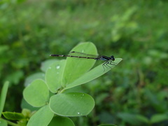 Agriocnemis splendidissima