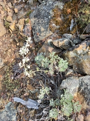 Artemisia lagopus