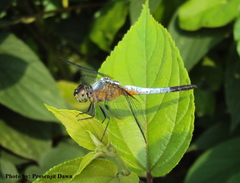 Brachydiplax chalybea