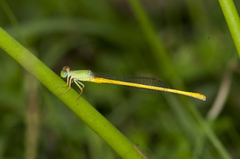 Ceriagrion coromandelianum