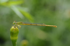 Ceriagrion coromandelianum