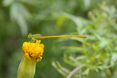 Ceriagrion coromandelianum