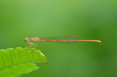 Ceriagrion olivaceum
