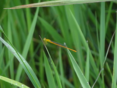 Ceriagrion rubiae
