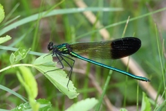 Calopteryx aequabilis