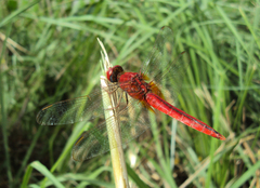 Crocothemis servilia