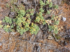 Dracocephalum palmatum