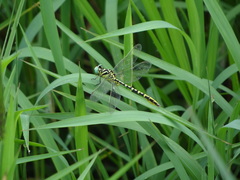 Cyclogomphus ypsilon