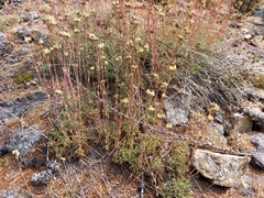 Eremogone tschuktschorum