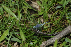 Diplacodes trivialis