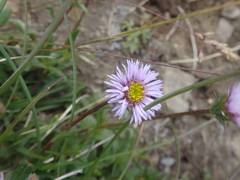 Erigeron alpinus