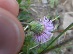Erigeron alpinus