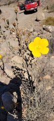 Balbisia microphylla