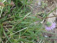 Erigeron alpinus