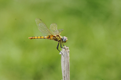 Urothemis signata