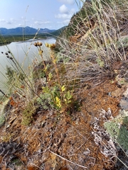 Potentilla sanguisorba