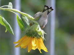 Carduelis carduelis