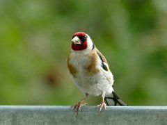 Carduelis carduelis