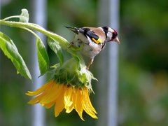Carduelis carduelis