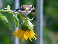 Carduelis carduelis