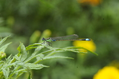 Ischnura senegalensis
