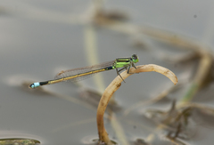 Ischnura senegalensis
