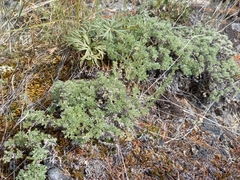 Artemisia lagopus