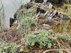 Artemisia lagopus