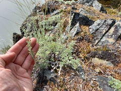 Artemisia lagopus