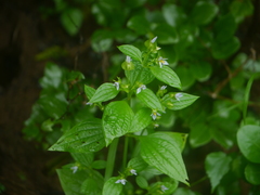 Exacum pedunculatum