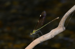 Neurobasis chinensis