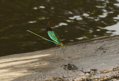 Neurobasis chinensis