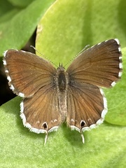 Cacyreus marshalli