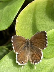 Cacyreus marshalli