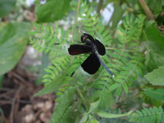 Neurothemis tullia