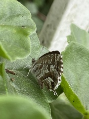 Cacyreus marshalli