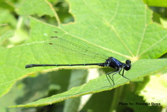 Onychargia atrocyana