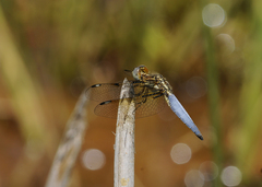 Palpopleura sexmaculata