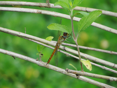 Pantala flavescens