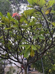 Plumeria rubra
