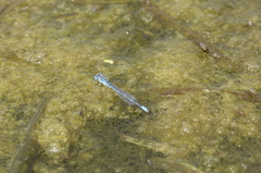 Paracercion melanotum