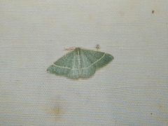 Microloxia ruficornis